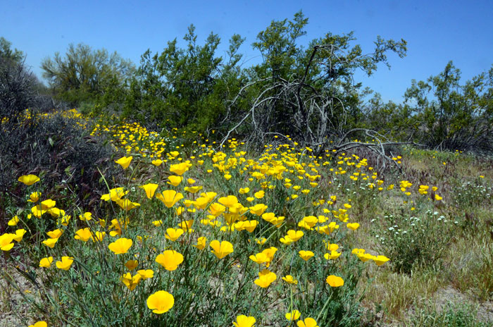 Eschscholzia californica, California Poppy